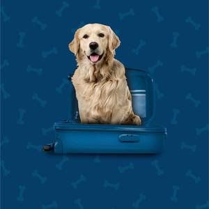 Pet Friendly Hotel ILUNION Valencia 4 Valencia