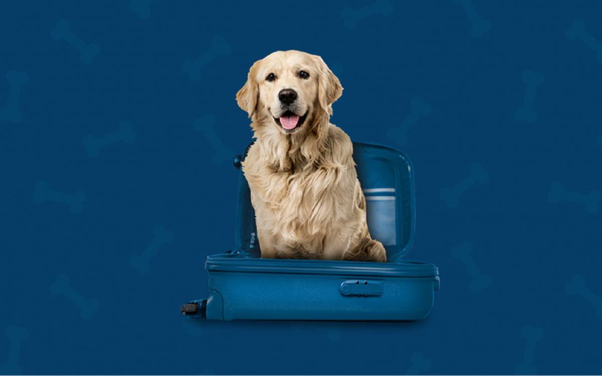 Somos pet friendly Hotel ILUNION Valencia 4 Somos pet friendly Hotel ILUNION Valencia 4